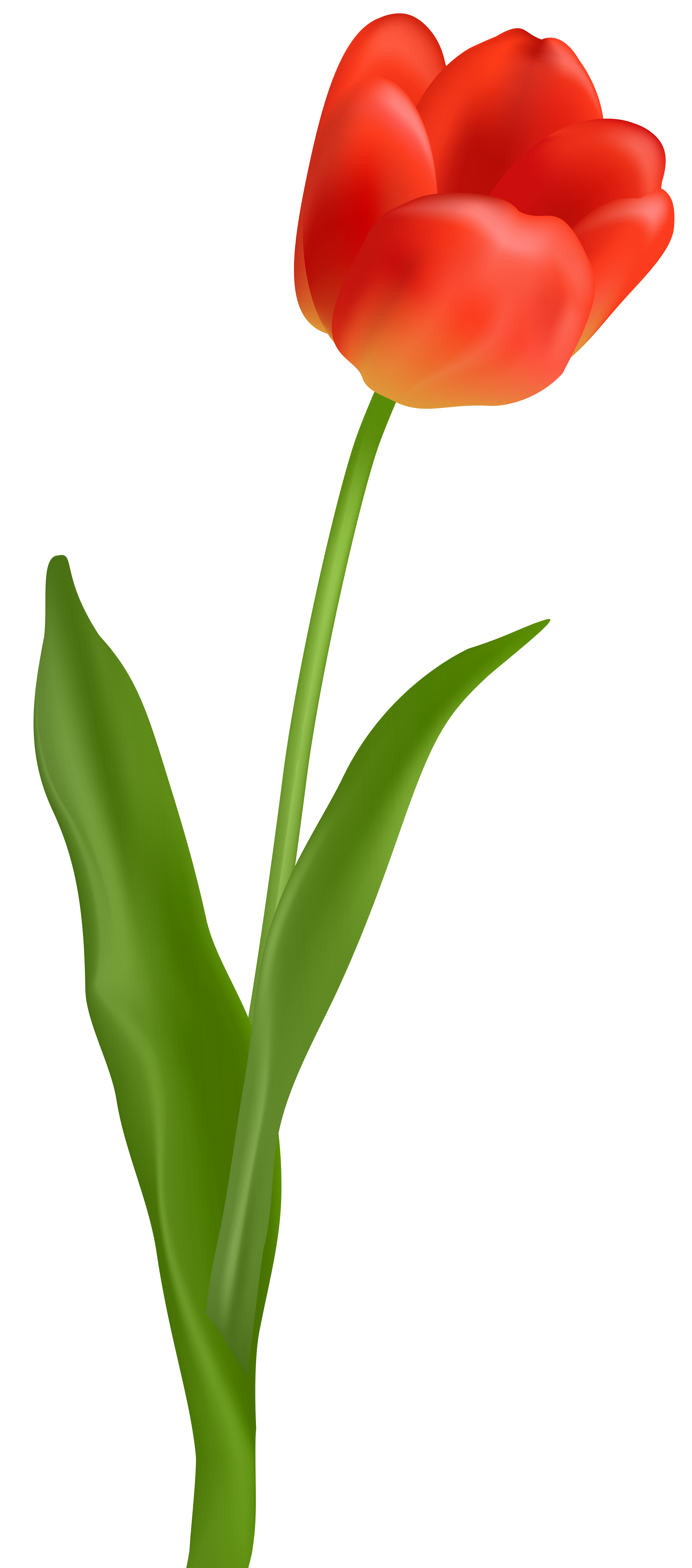 Frische rote Tulpe Transparente PNG