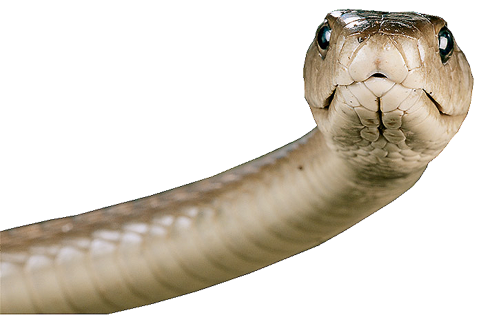 Gaint Archivo PNG de serpiente