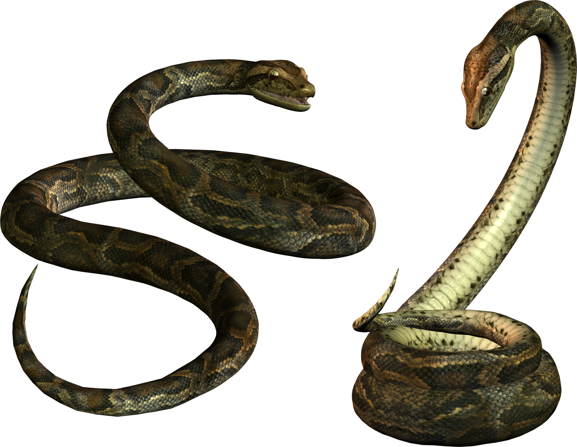 Gaint Snake PNG HD
