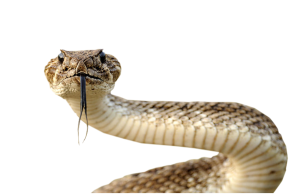 Gaint Fotos de PNG de serpiente