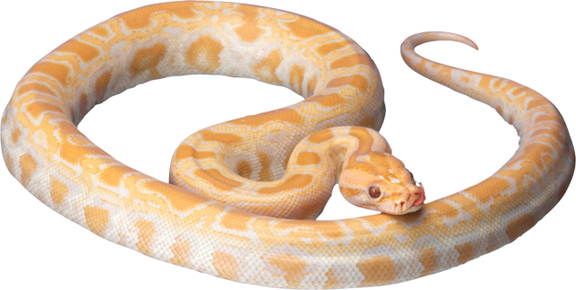 Gaint Snake PNG Pic
