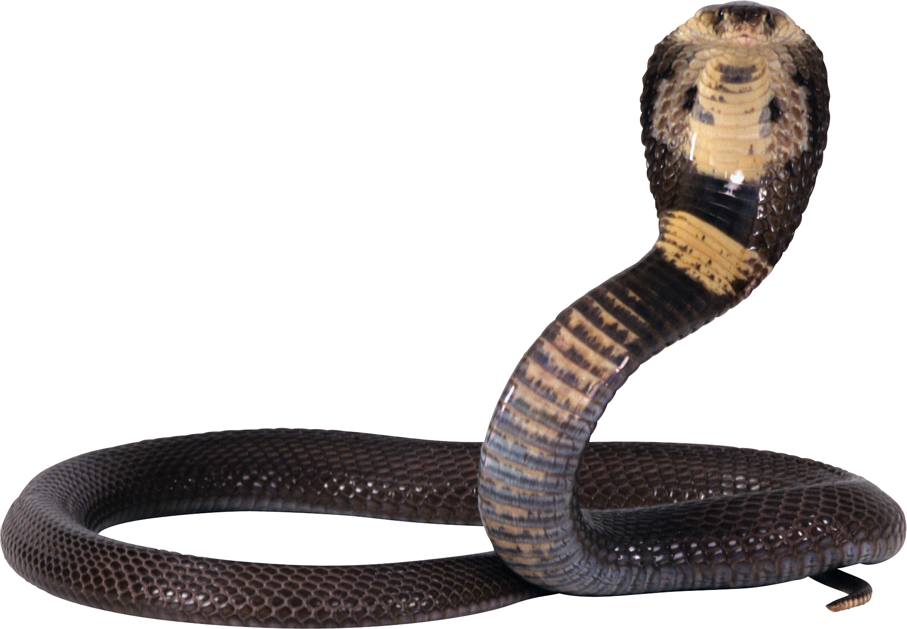 Gaint Imagen transparente PNG de serpiente