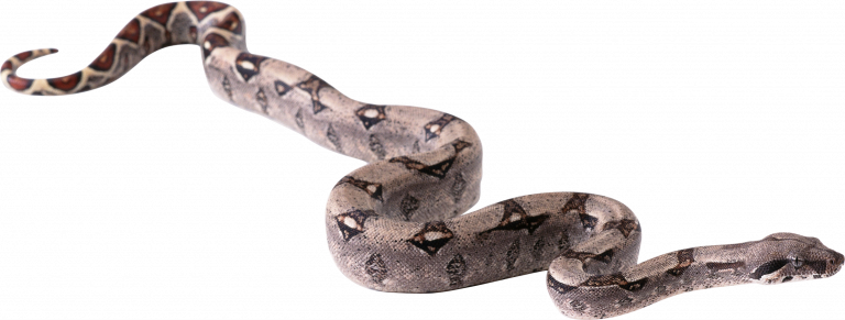 Gaint Snake Transparenter Hintergrund