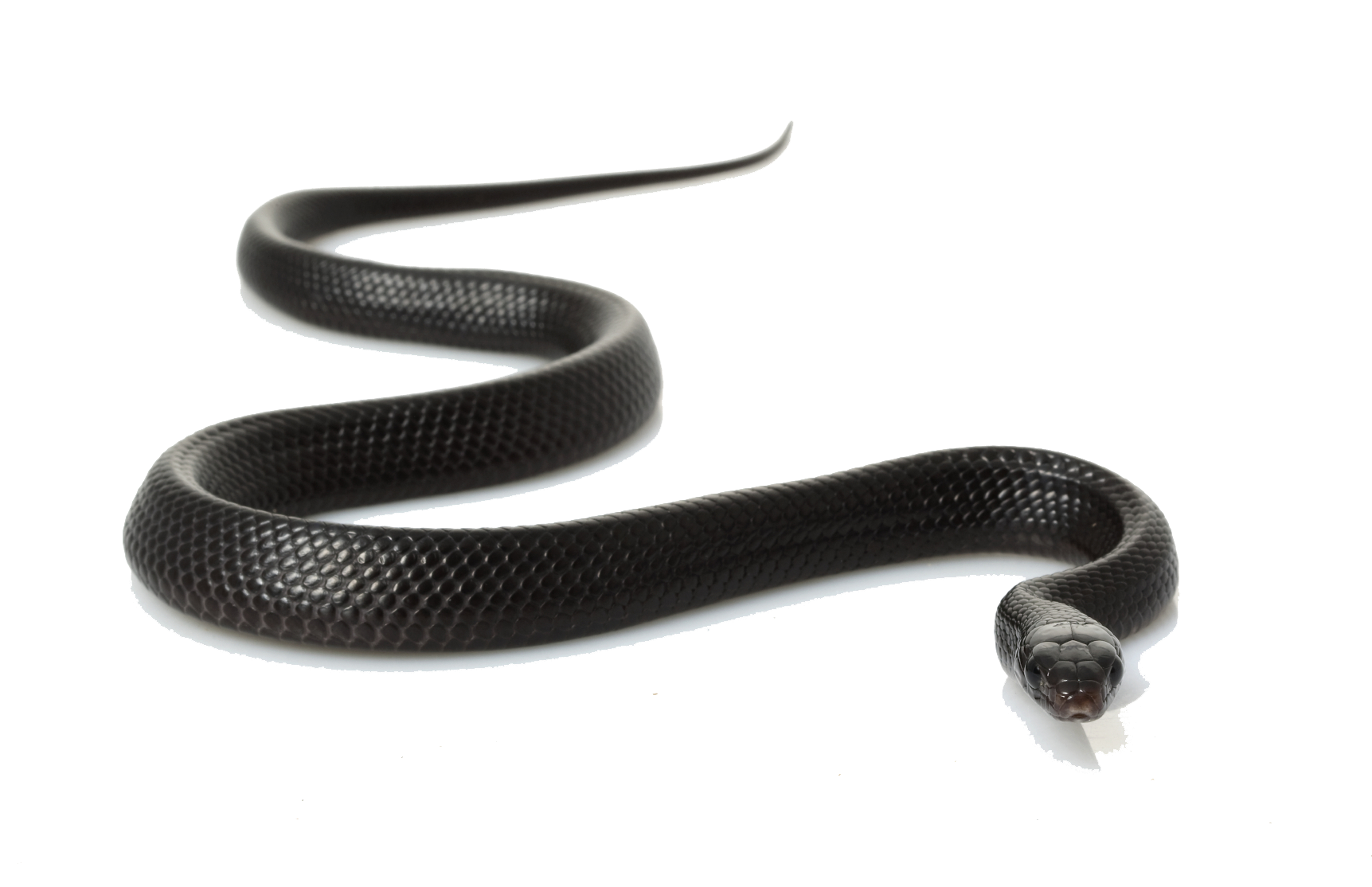 Gaint Snake Transparente PNG