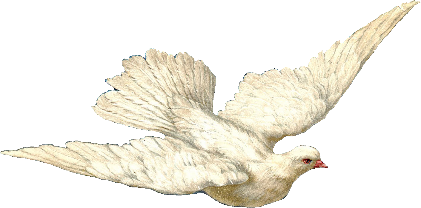 Святой Дух голубь PNG Clipart