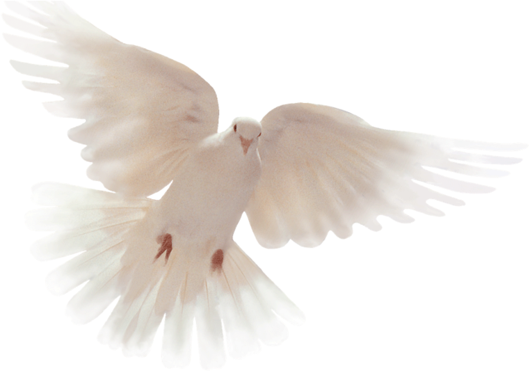Holy Spirit Dove PNG File