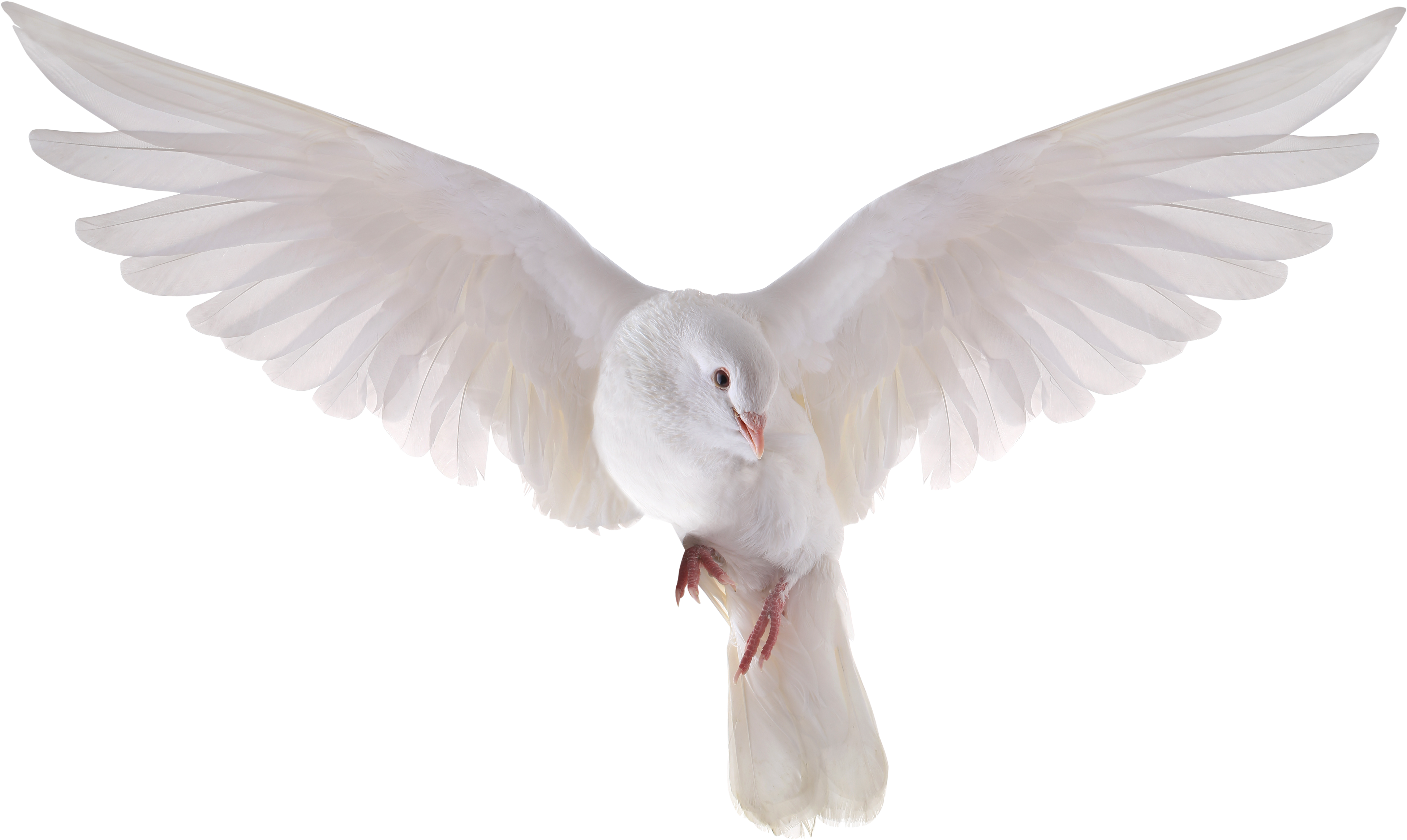 Holy Spirit Dove PNG HD