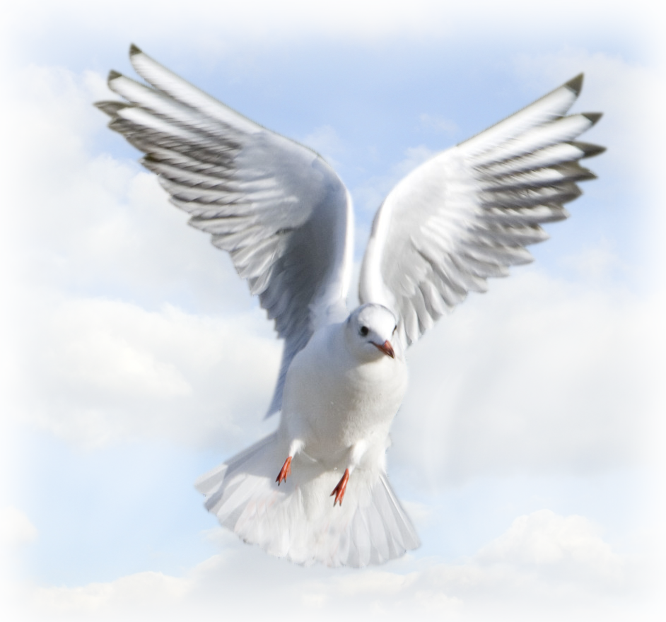 Святой Дух голубь PNG Pic
