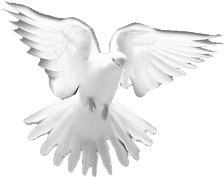 Holy Spirit Dove PNG Transparent Image
