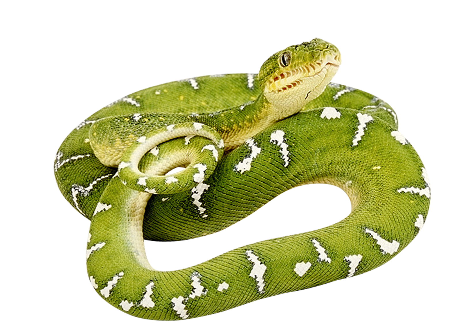 Long Snake PNG Clipart
