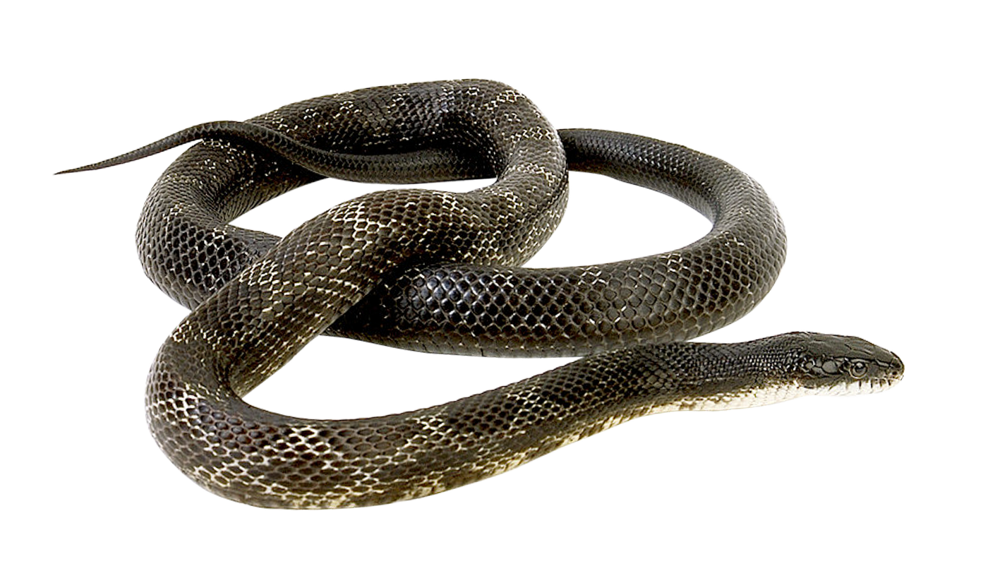 Длинная змея PNG файл