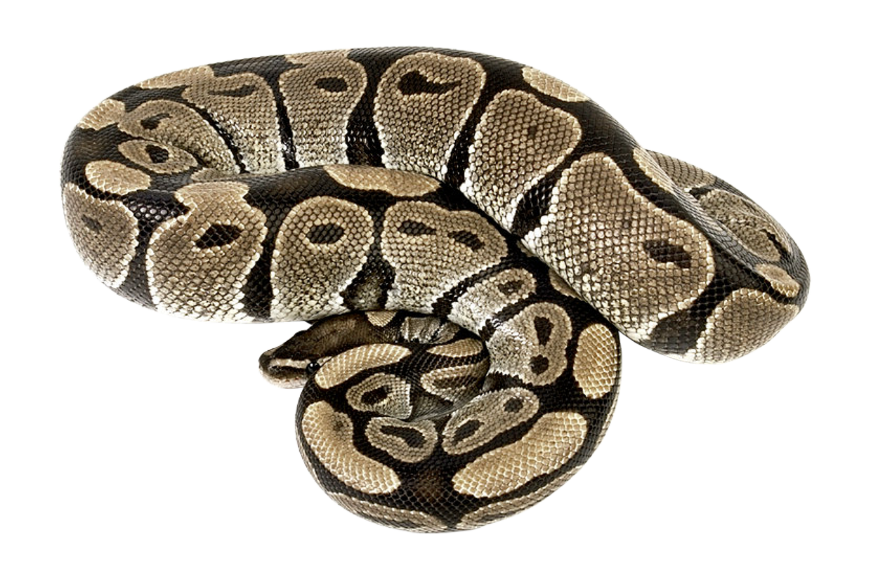 Длинная змея PNG Фотографии