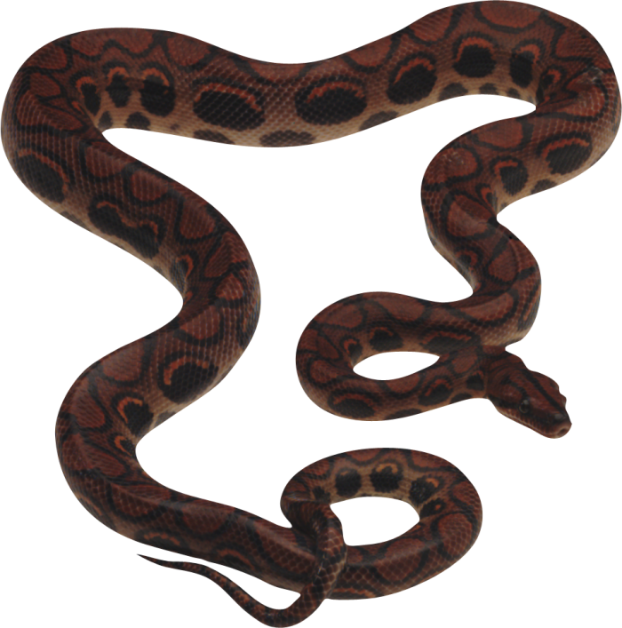Long Pic PNG de serpiente