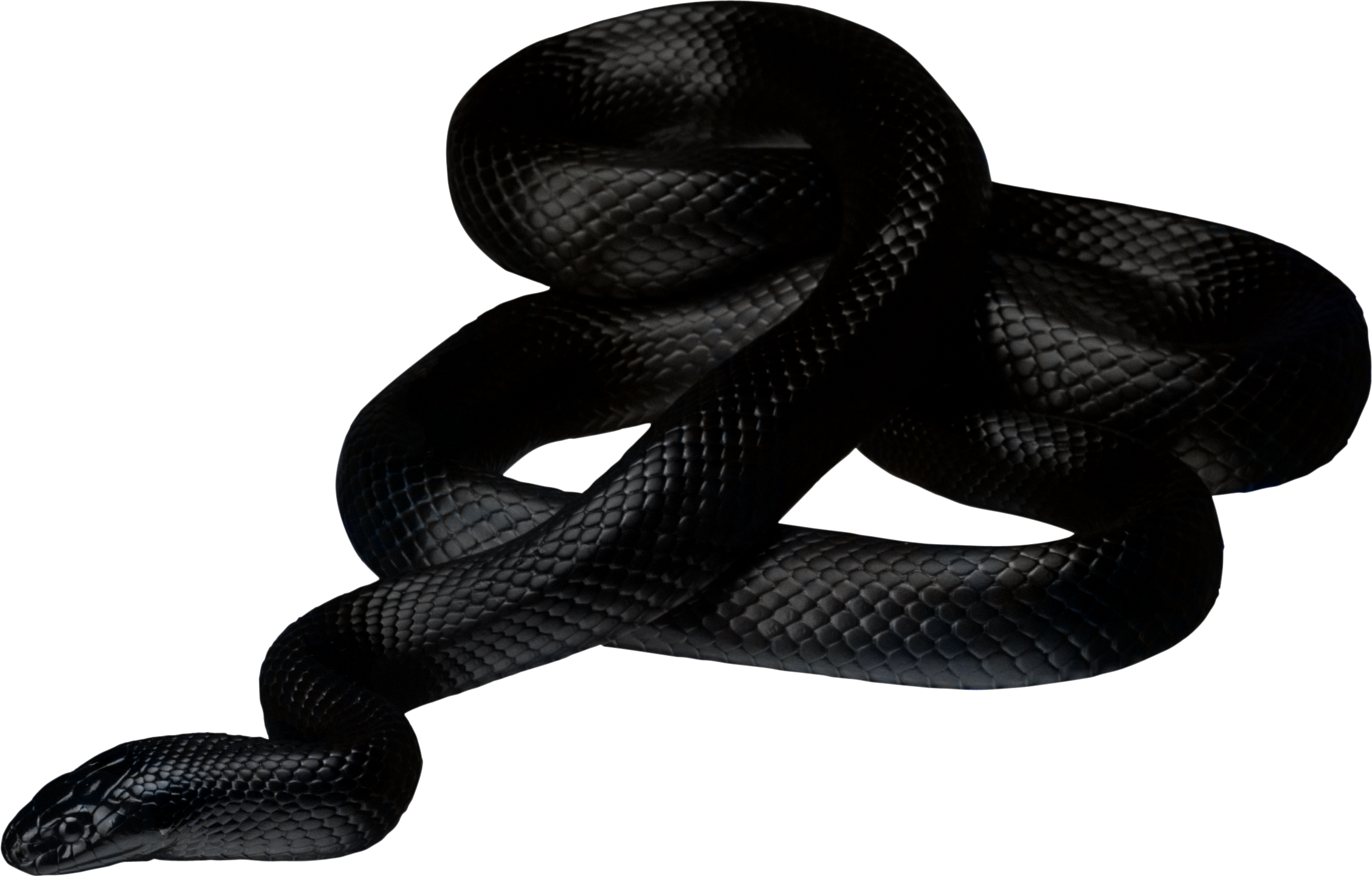 Panjang ular PNG Transparan gambar