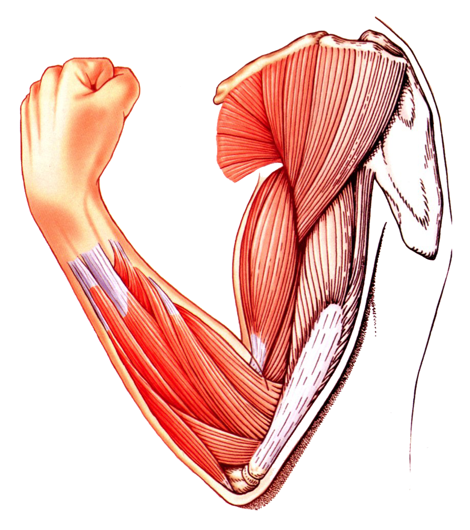 Muscles PNG Transparent Image