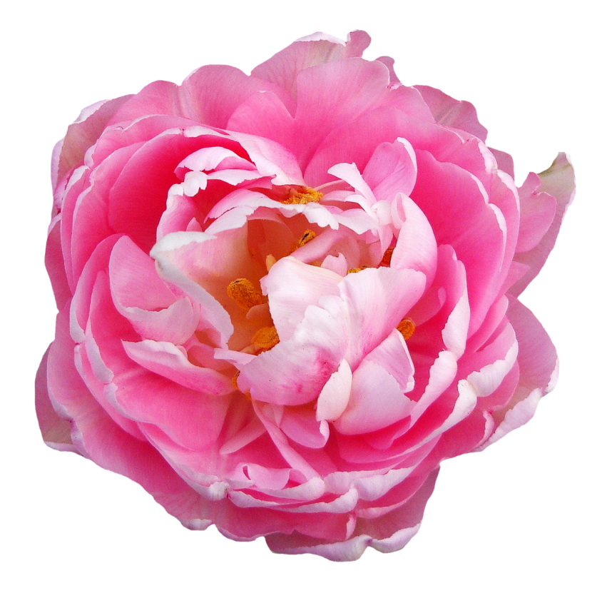 ดอกไม้ดอกกุหลาบสีชมพู PNG Clipart