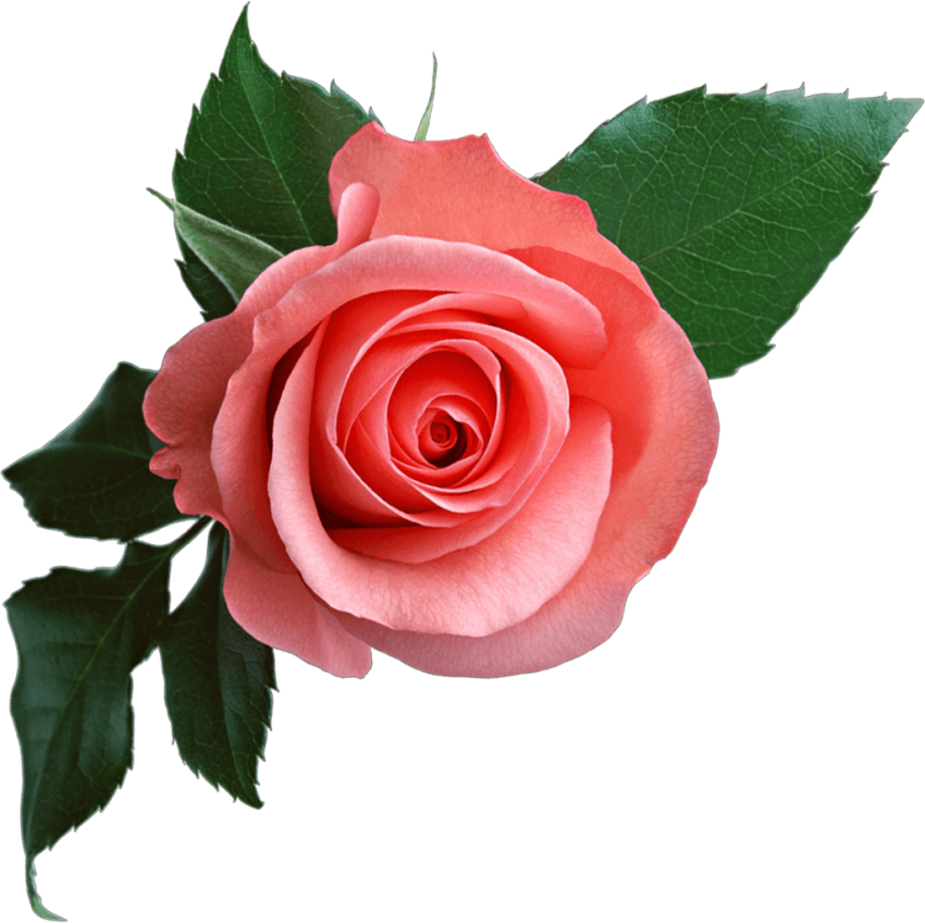 Pink Rose Flower PNG Photos