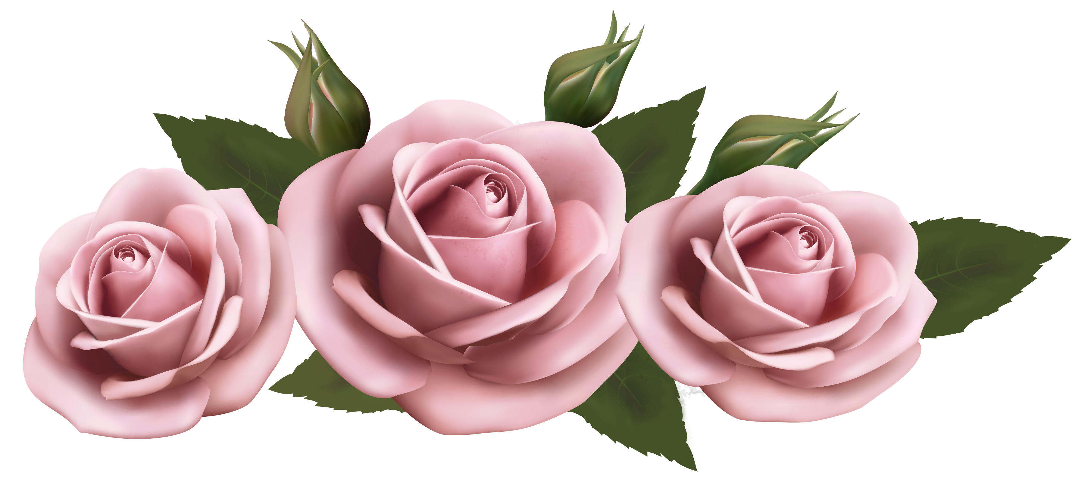 ดอกไม้ดอกกุหลาบสีชมพู PNG Pic