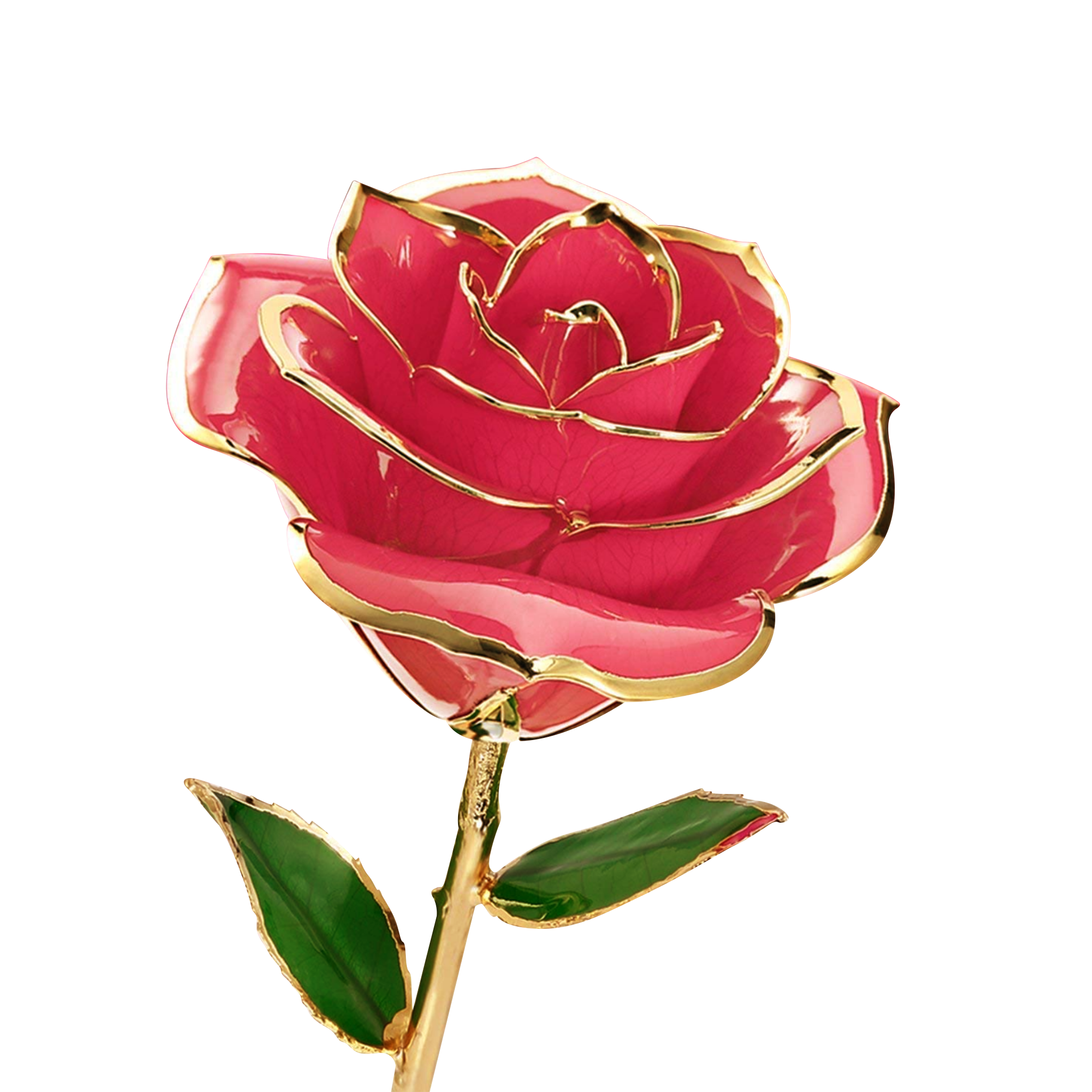 Pink Rosas flower PNG Transparent Image