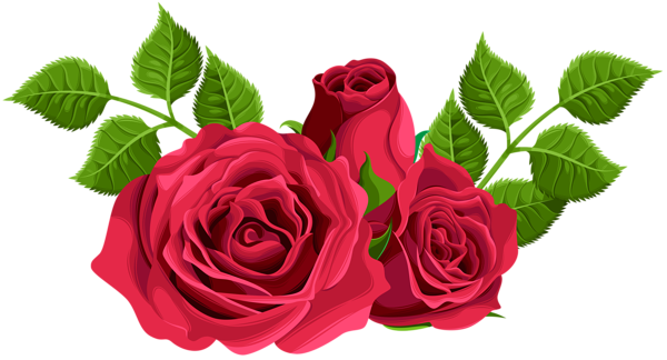 الوردي روز زهرة شفافة PNG