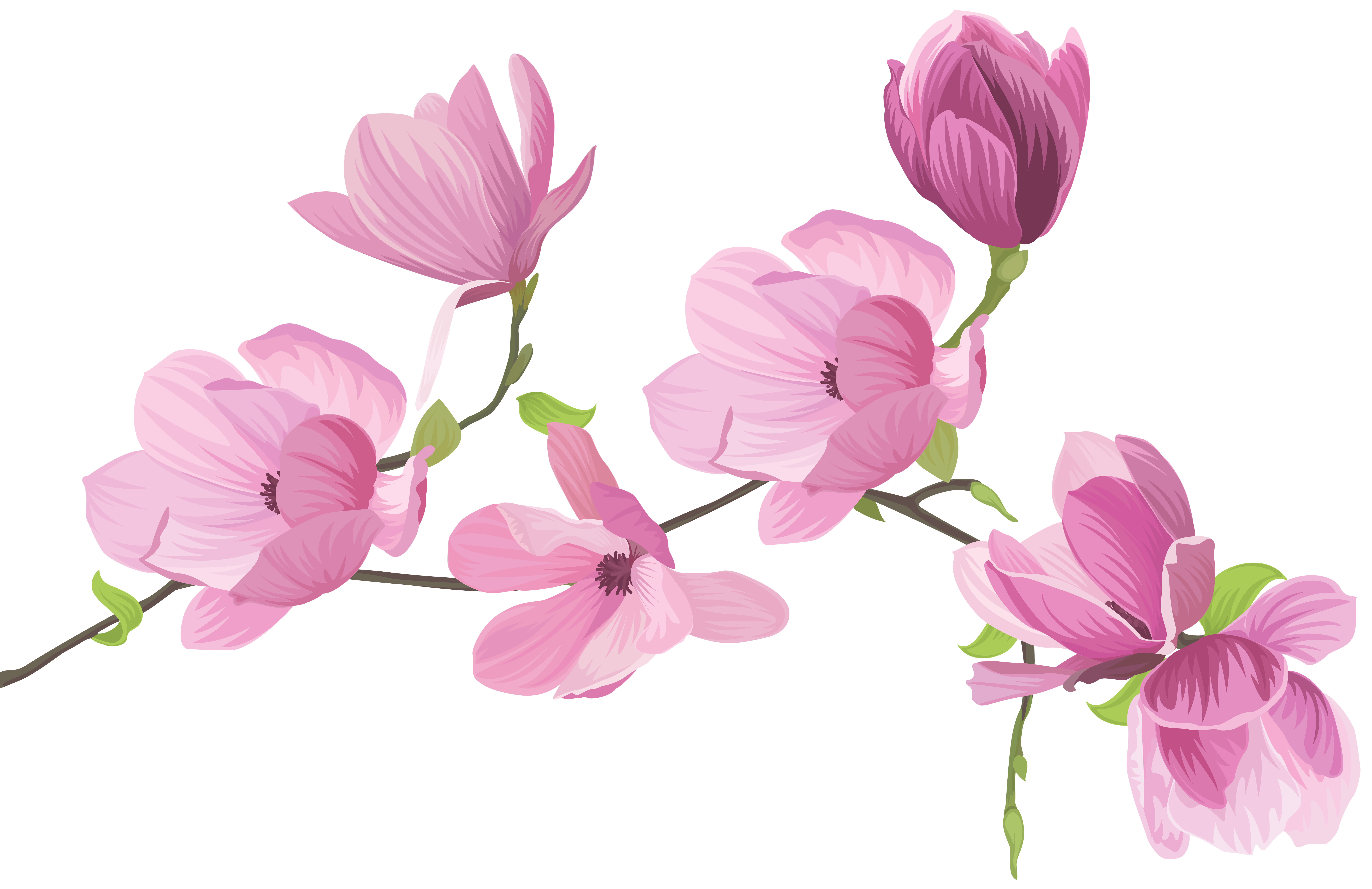 Pink Spring Blossom PNG HD