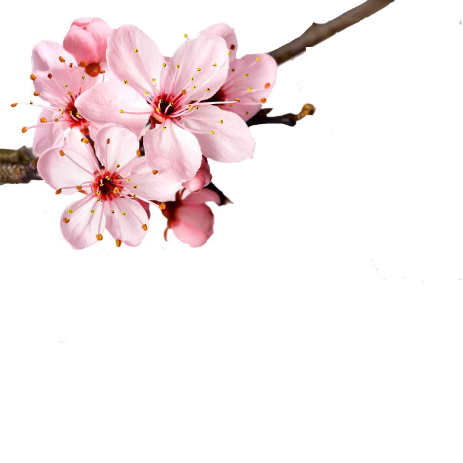 زهر الربيع الوردي PNG صورة شفافة