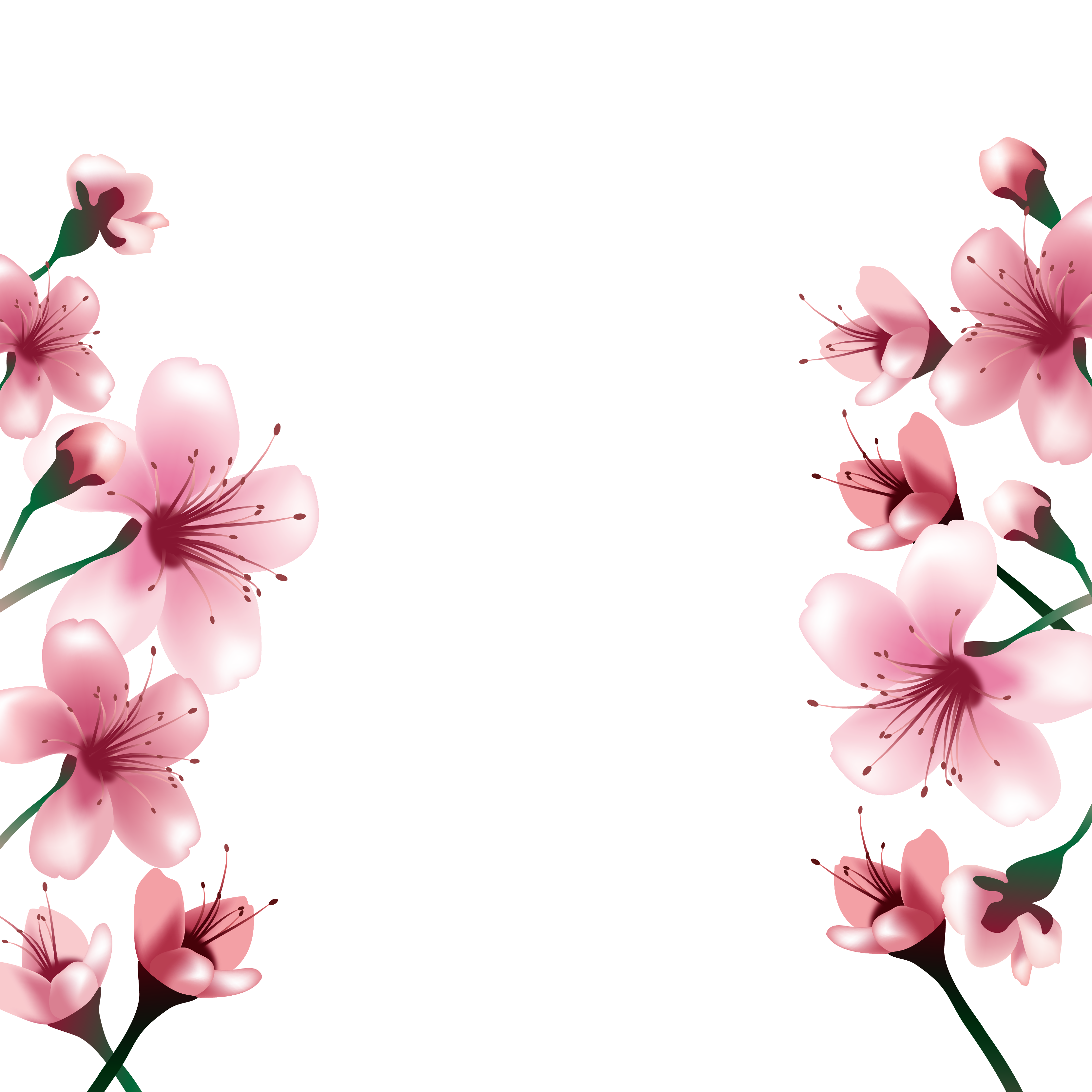 زهر الربيع الوردي خلفية شفافة