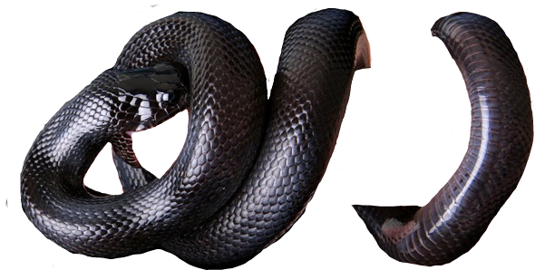 Poisonous Archivo PNG de serpiente