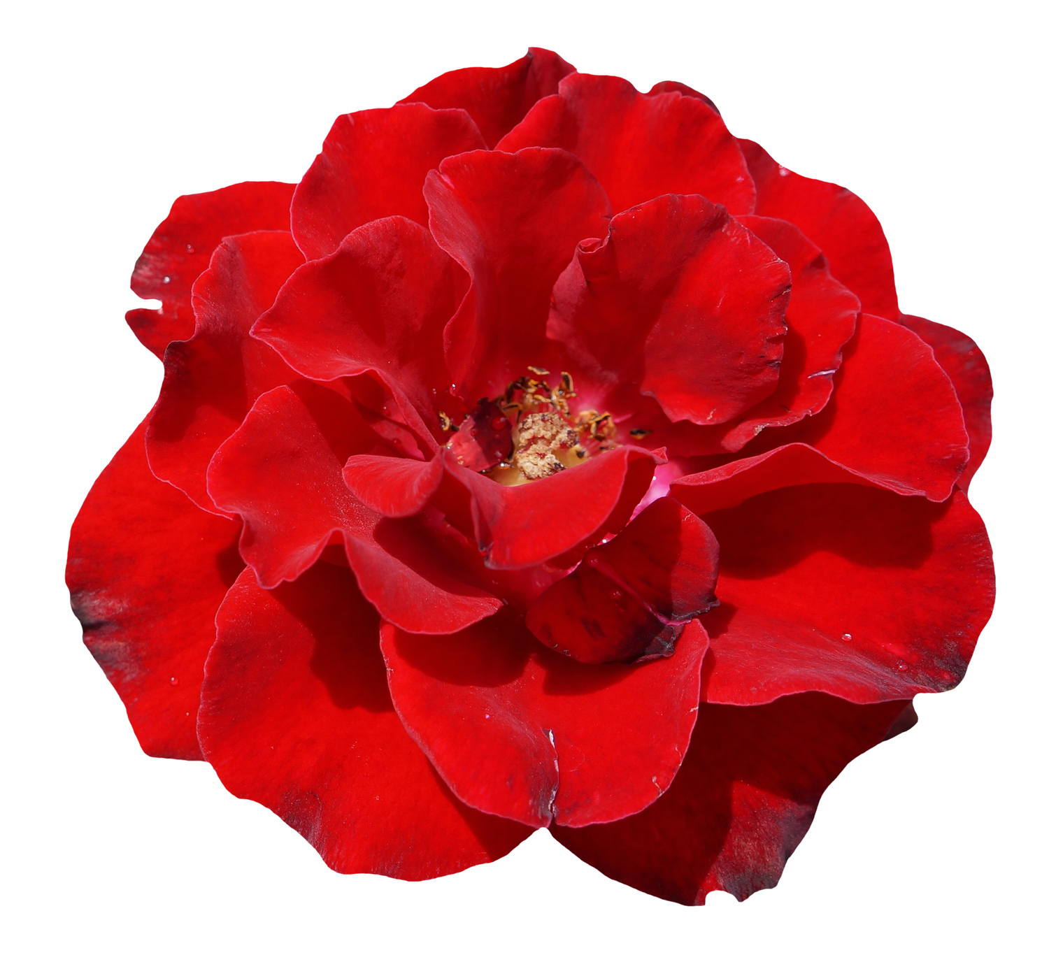 Bunga mawar merah PNG Clipart