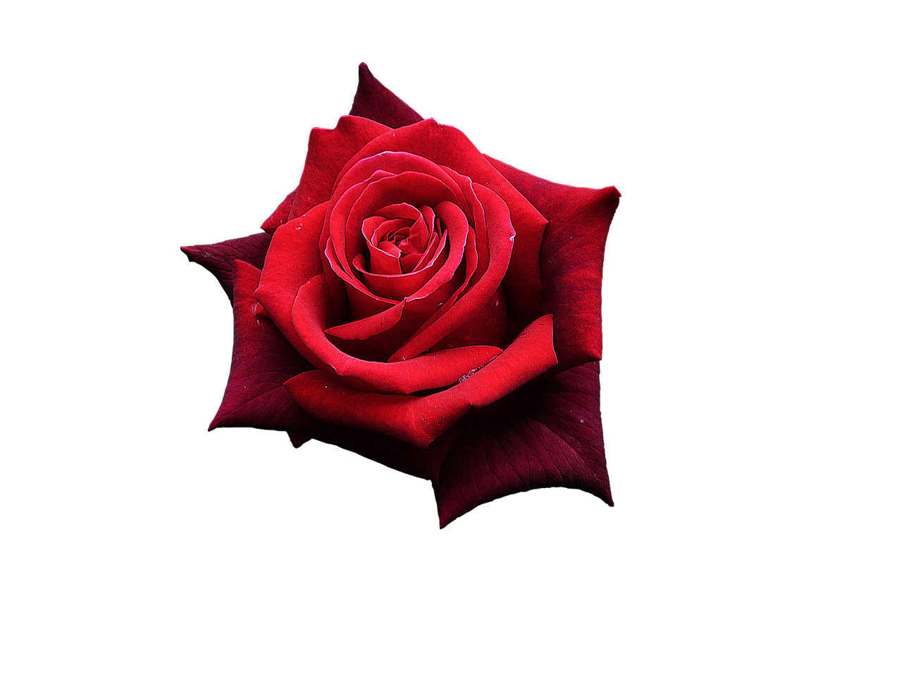 Red Fleur rose PNG Photos