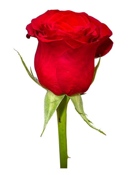 빨간 장미 꽃 PNG 그림