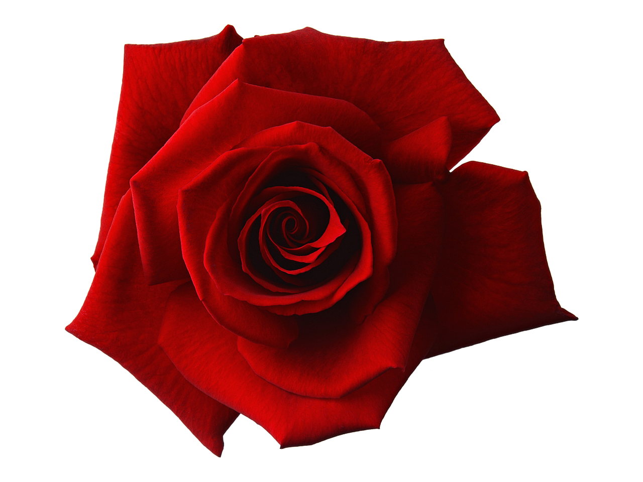 Красная роза цветок PNG прозрачный образ