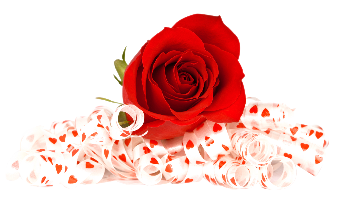 Kırmızı gül çiçek şeffaf arka plan