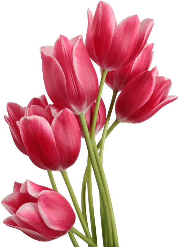 Red Tulip Bouquet PNG File