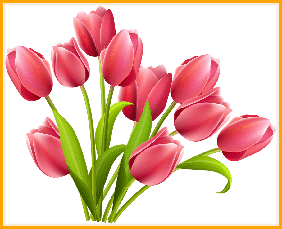 Red Tulip Bouquet PNG Image