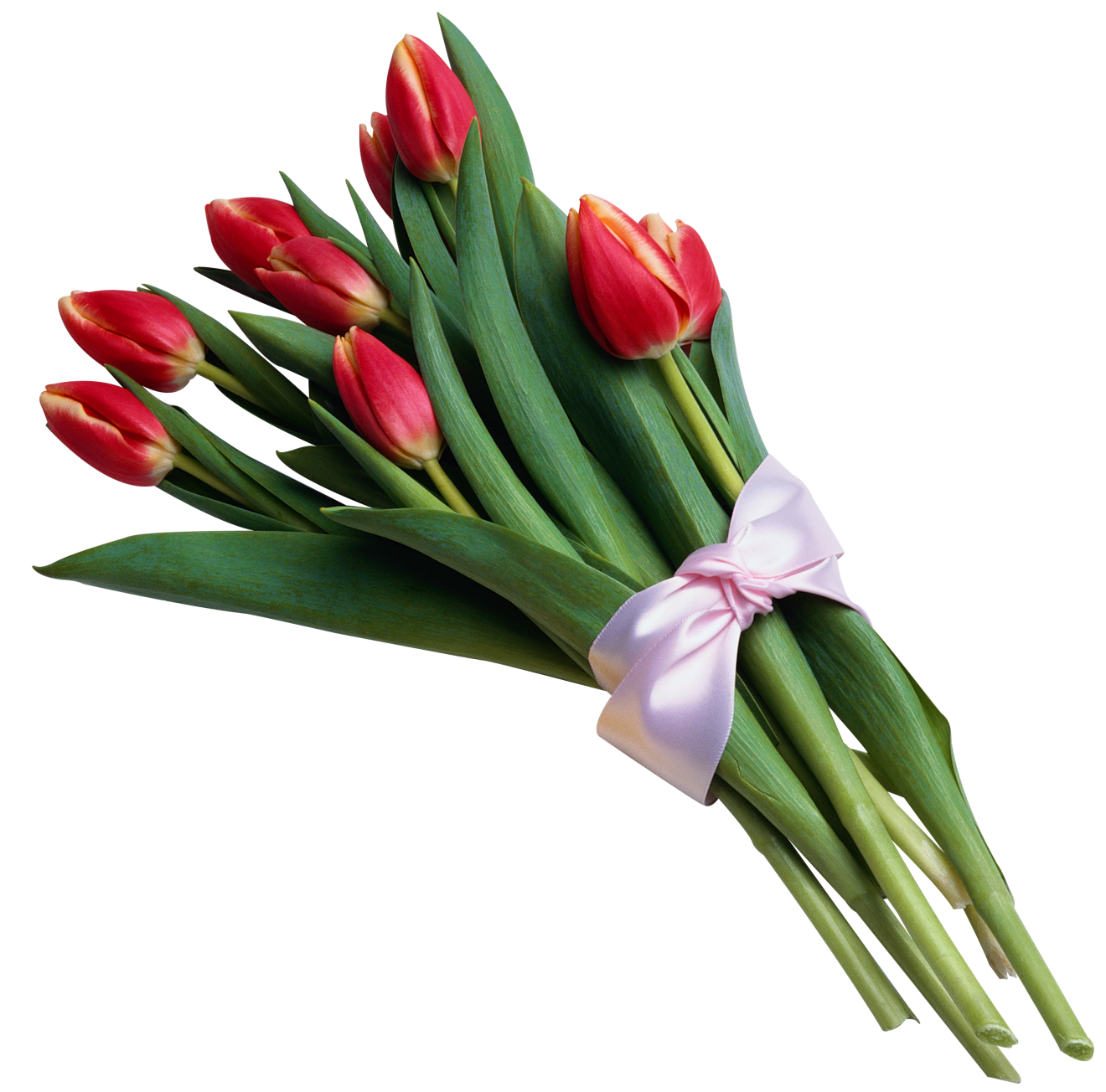 Red Tulip Bouquet PNG Photos