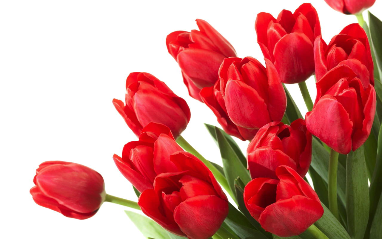 Красный тюльпан букет PNG PIC