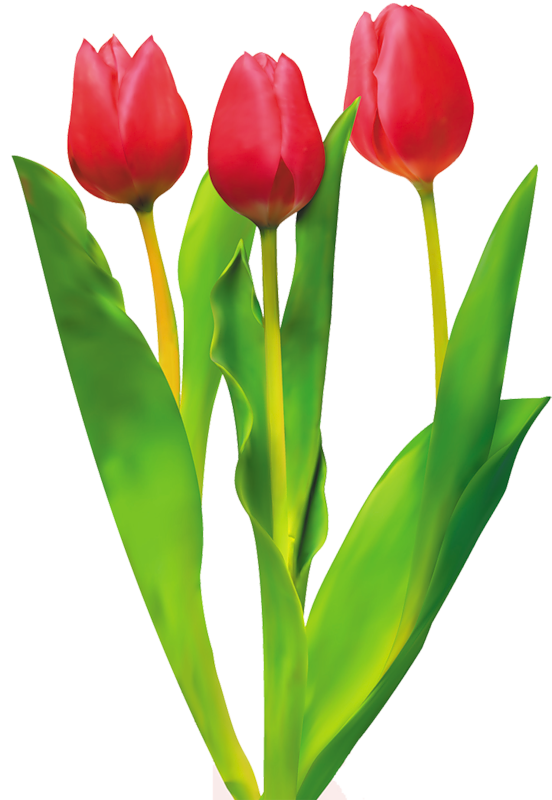 Flor de tulipán rojo PNG HD