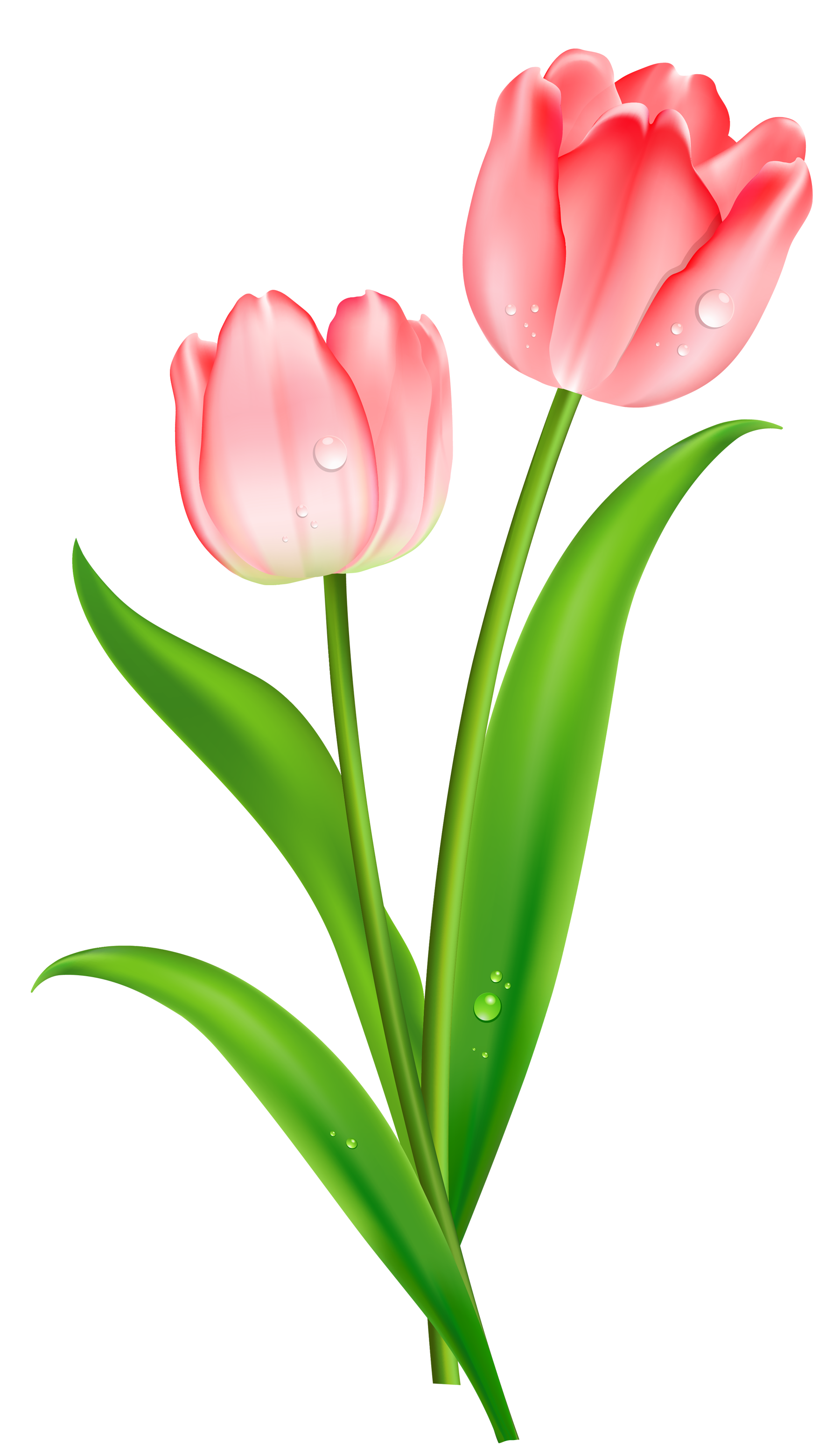 Imagen de PNG de la flor del tulipán rojo
