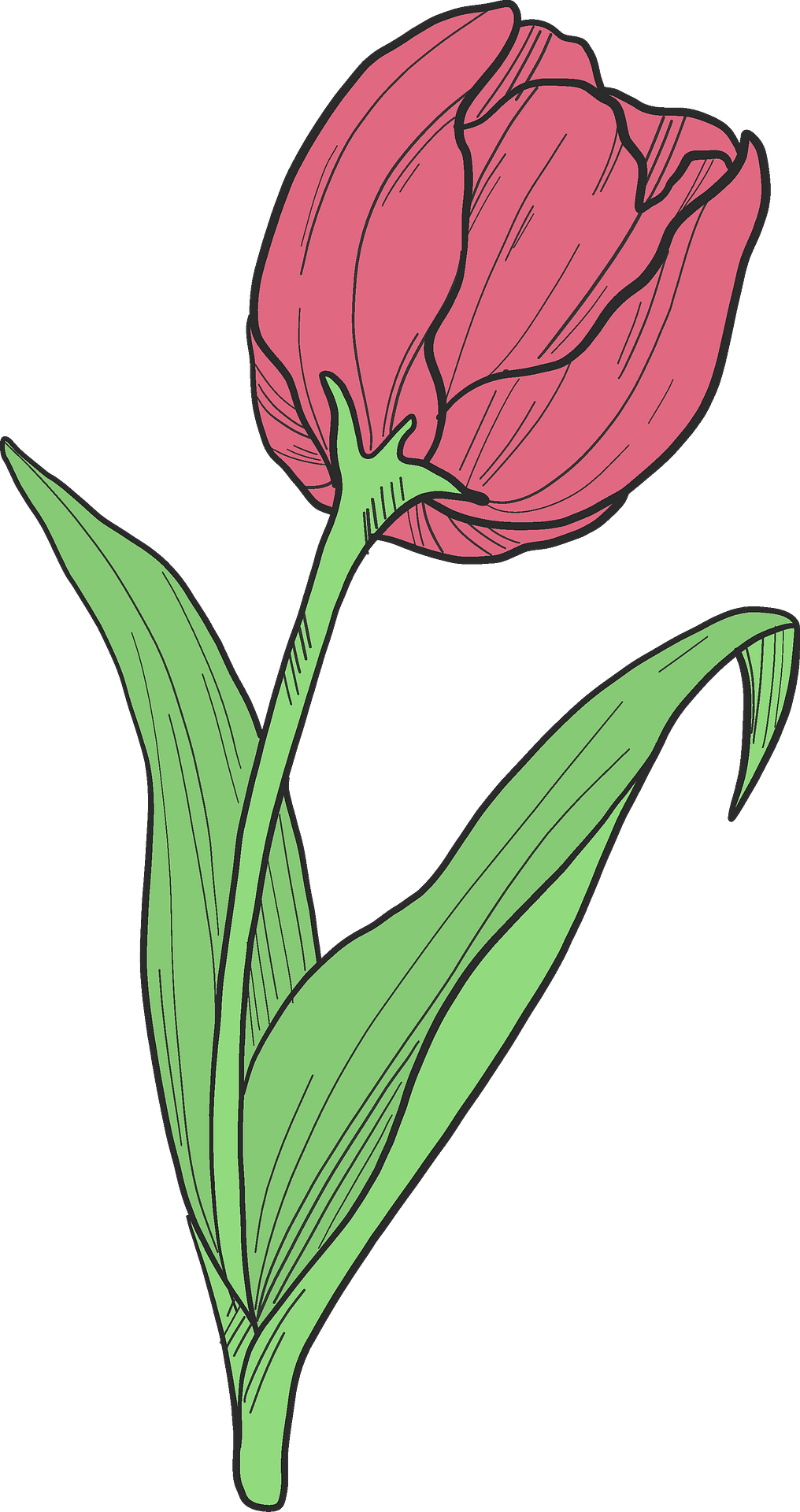 Flor de tulipán rojo PNG fotos