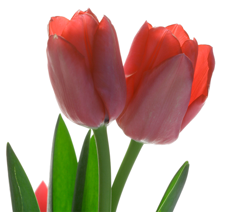 Flor de tulipán rojo PNG PIC