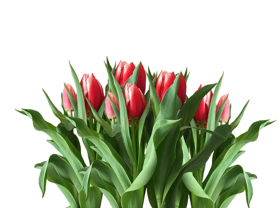 Flor de tulipán rojo PNG transparente