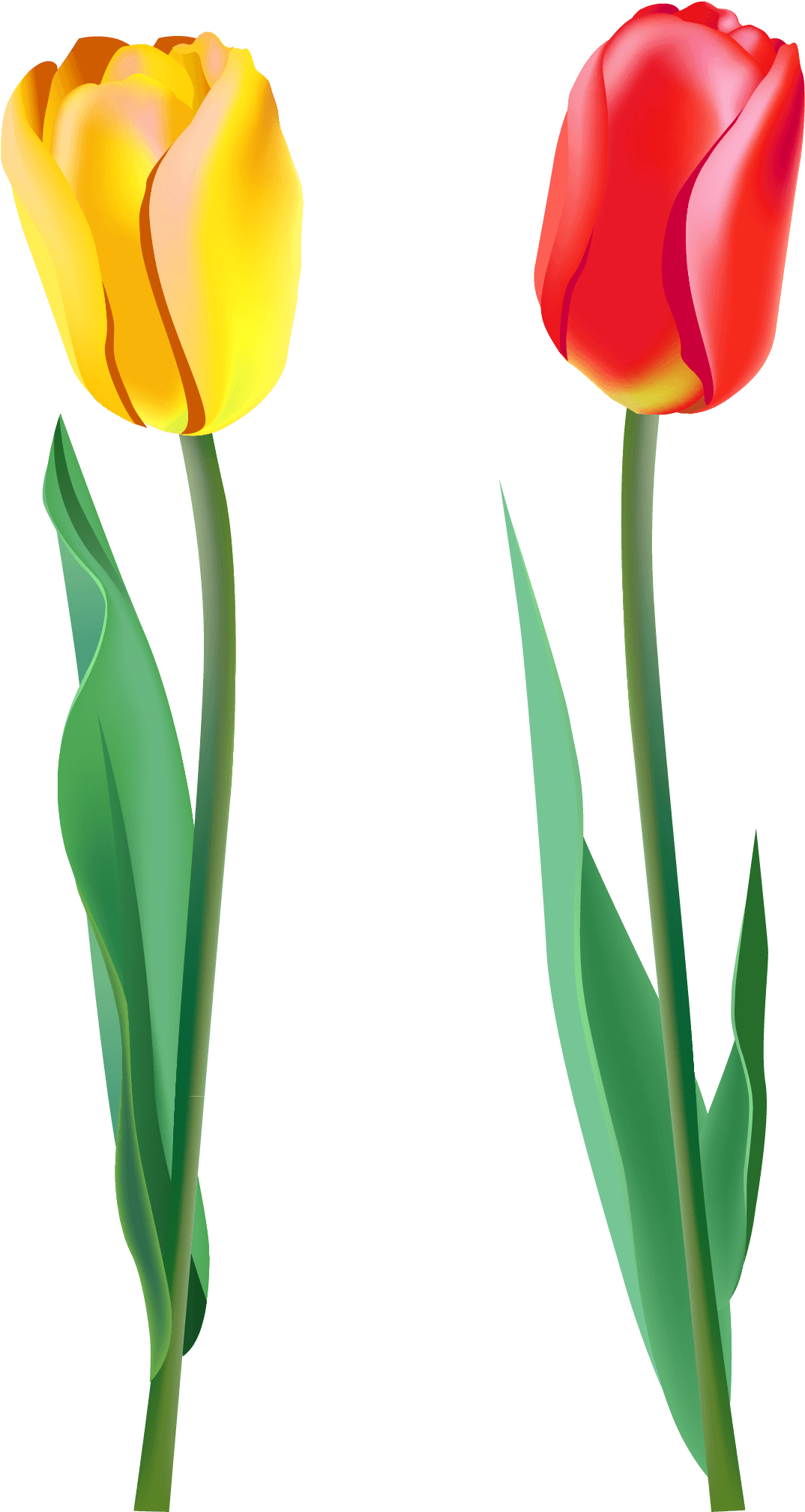 Imagen de tulipán rojo PNG