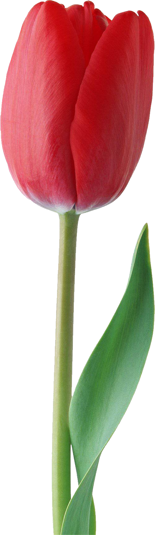 Красный тюльпан PNG Фотографии