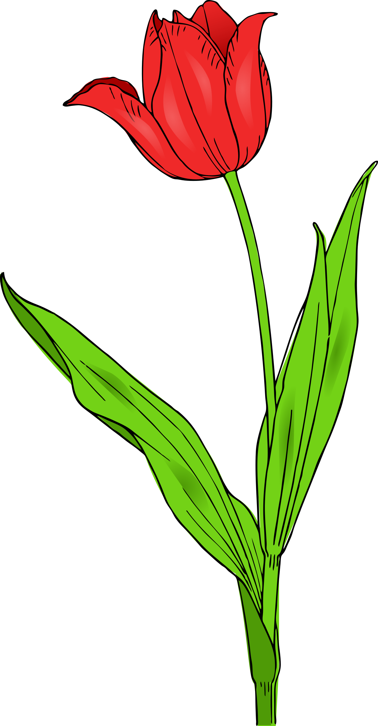 Tulipán rojo PNG PIC