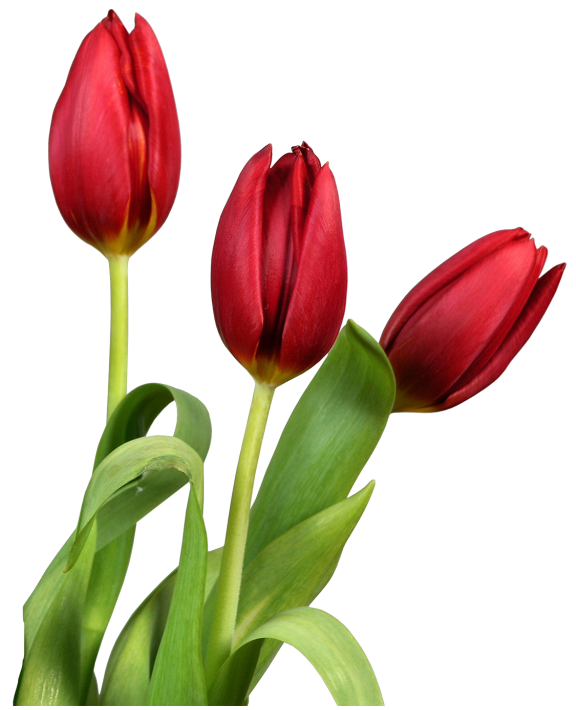 Fondo transparente tulipán rojo