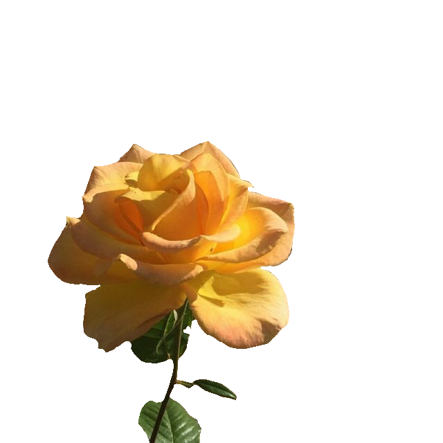 Rose Flower PNG Clipart