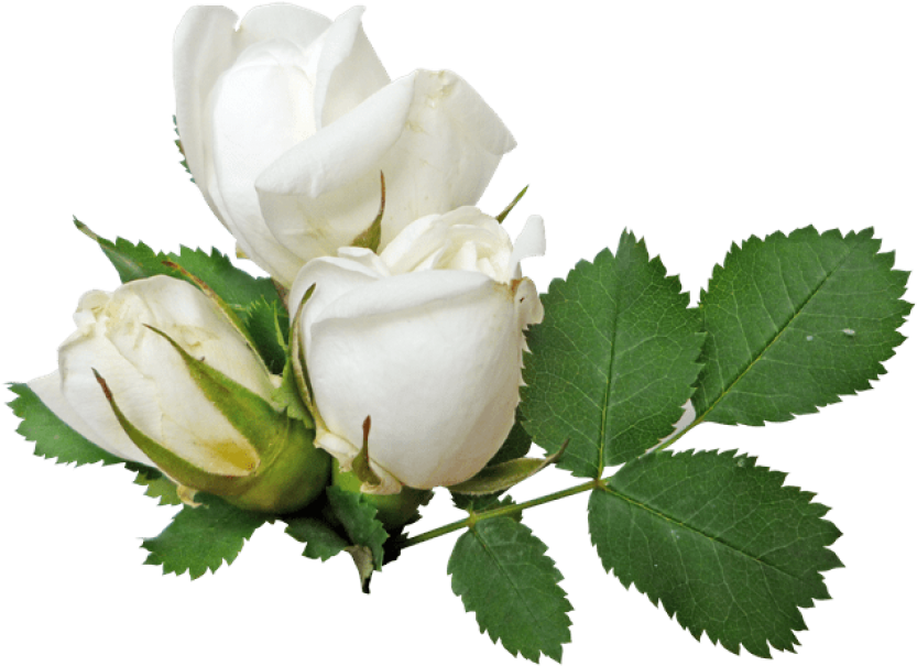 File PNG Flower Rosa