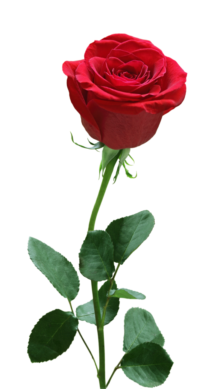 Rose Flower PNG Free Download | PNG Mart