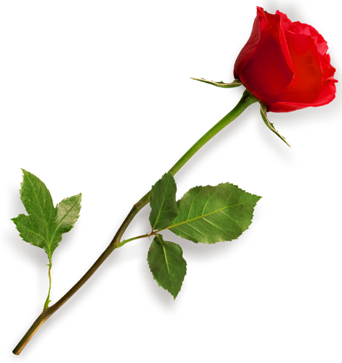 Rose Blume PNG HD